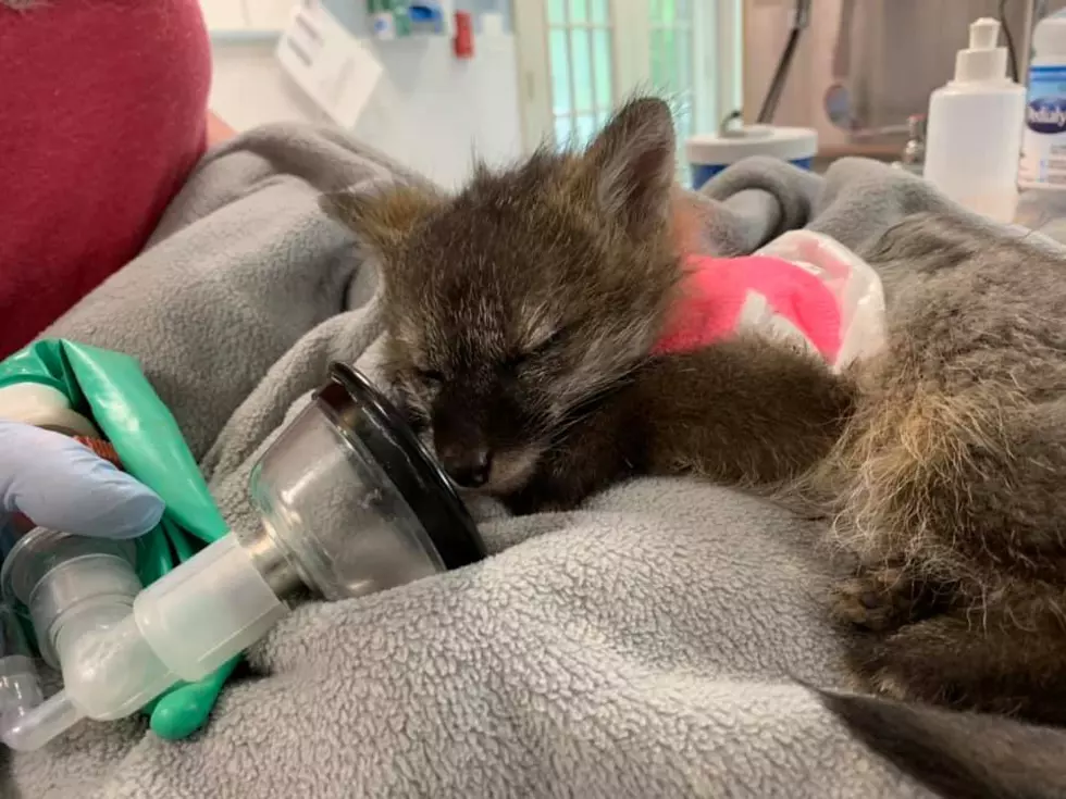 Courtesy of New England Wildlife Center's Cape Branch