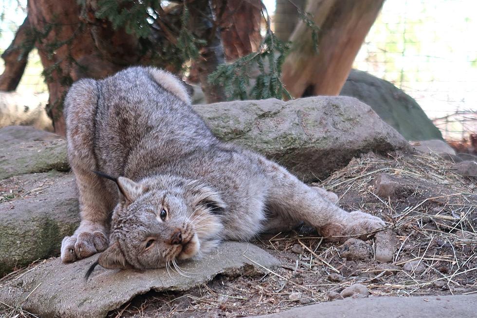 Buttonwood Park Zoo Welcomes New Canada Lynx