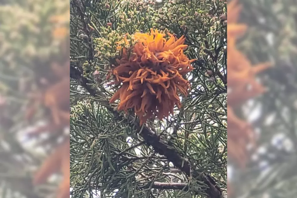 Slimy Alien-Looking Polyp Discovered in Dartmouth Tree