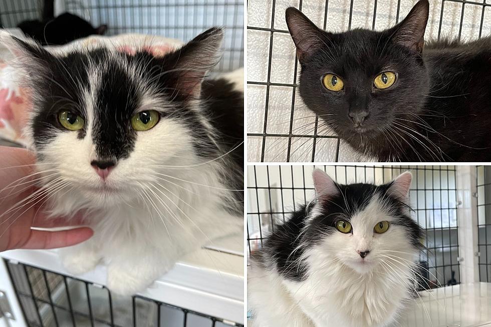 Acushnet Cats Patiently Wait to Meet Their Forever Family [WET NOSE WEDNESDAY]
