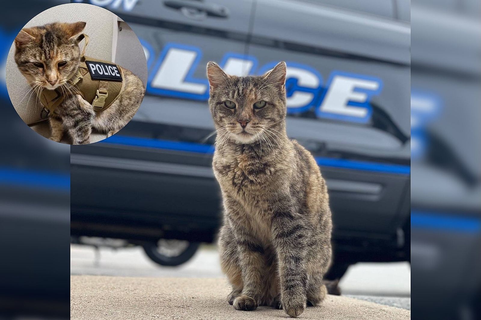 Scrappy the comfort cat lifts Tiverton police officers' spirits