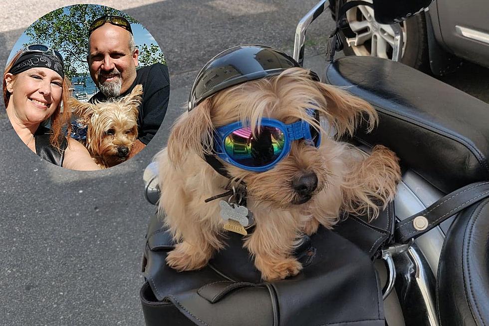 New Bedford Yorkshire Terrier Has a Need for Speed