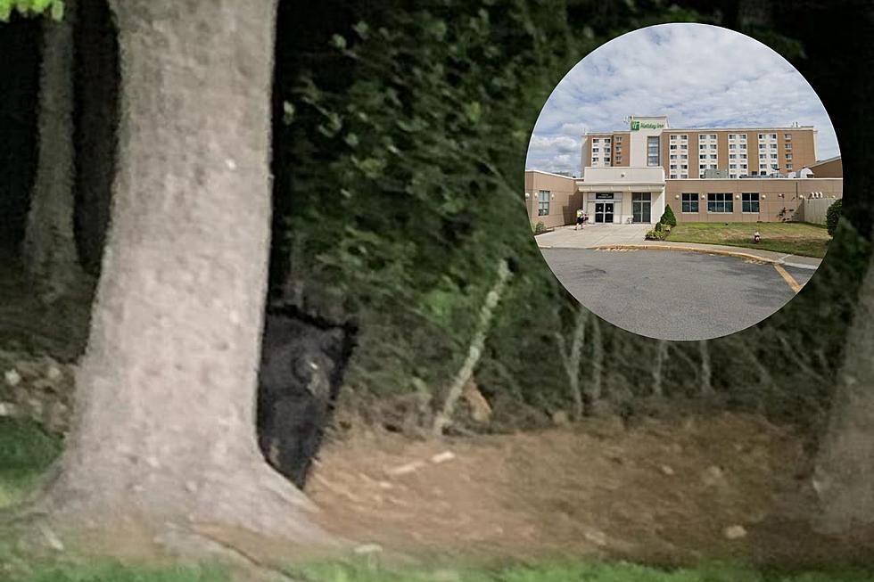 Taunton Black Bear Looking for Hotel, Motel Finds Holiday Inn