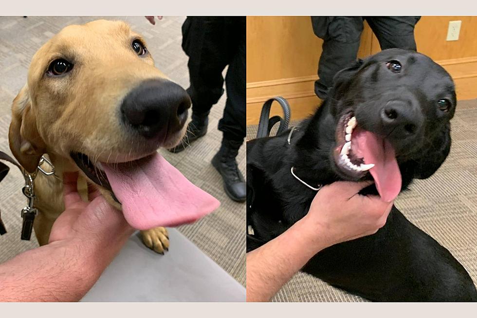 Meet Huntah and Duke, the Newest K9 Officers in Bristol County