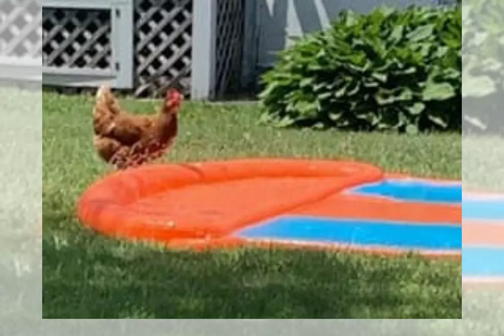 Fairhaven Chicken Keeps Cool by Splashing Around in Slip 'N Slide