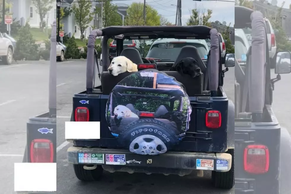 Nantucket Pups Pose For Picture and Instantly Win the Internet