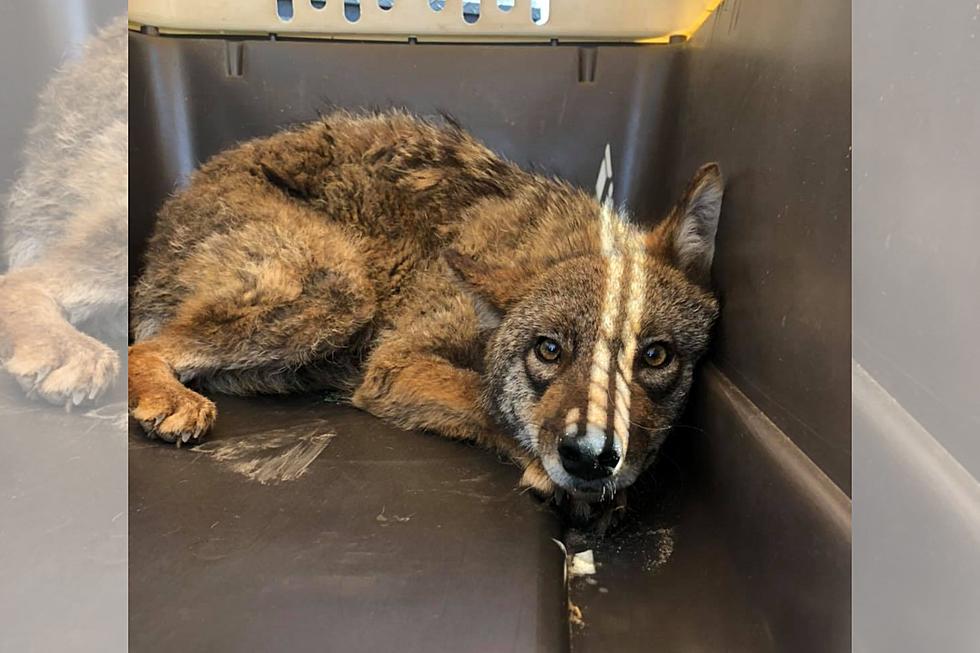 Wareham Officials Release Rehabilitated Coyote Back Into the Wild