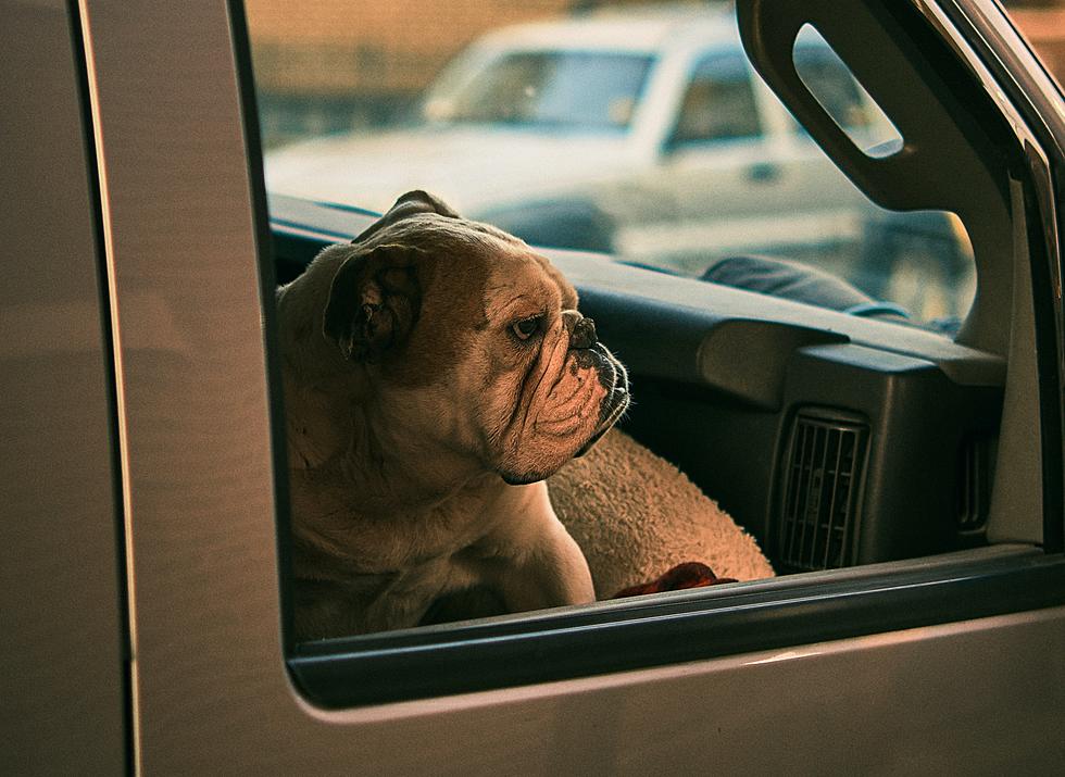 Is It Legal to Break a Car Window to Save a Pet in Massachusetts?