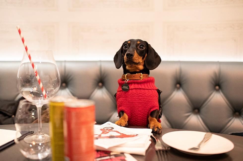 Dog-Friendly Restaurants on the SouthCoast