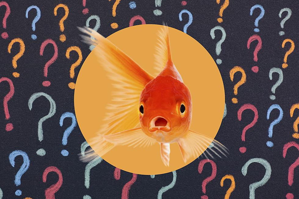 Did You Know It’s Illegal to Win a Goldfish at the Fair in Massachusetts?