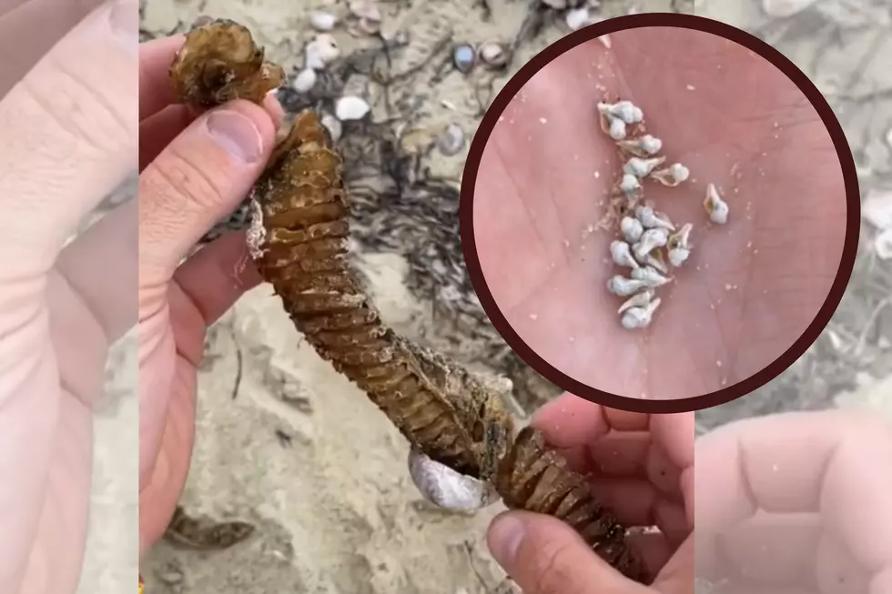 How to Find These Tiny Shells While Beachcombing This Summer