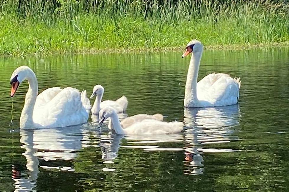 Swansea Swan Deaths Due to Bird Flu, Officials Say