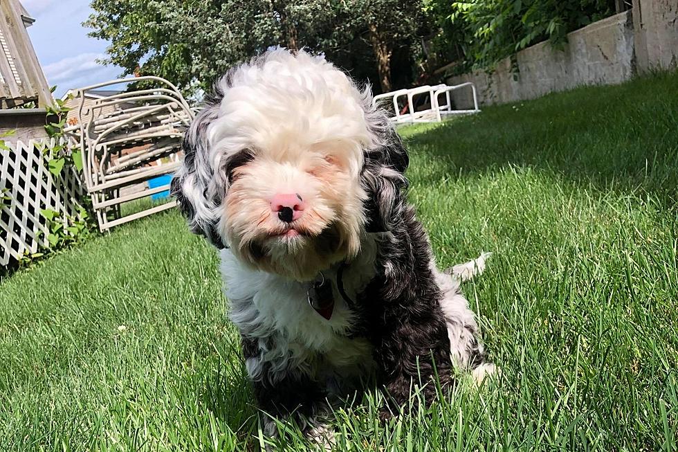 How to Protect the SouthCoast&#8217;s Beloved Small Dogs From Hawks