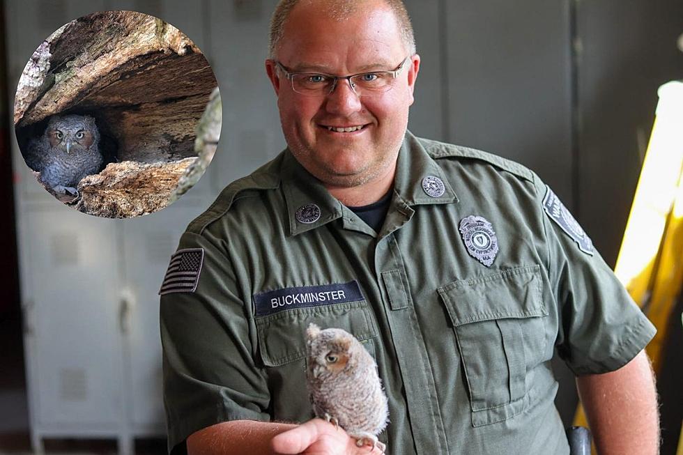 Onset Owl Reunited With Mother