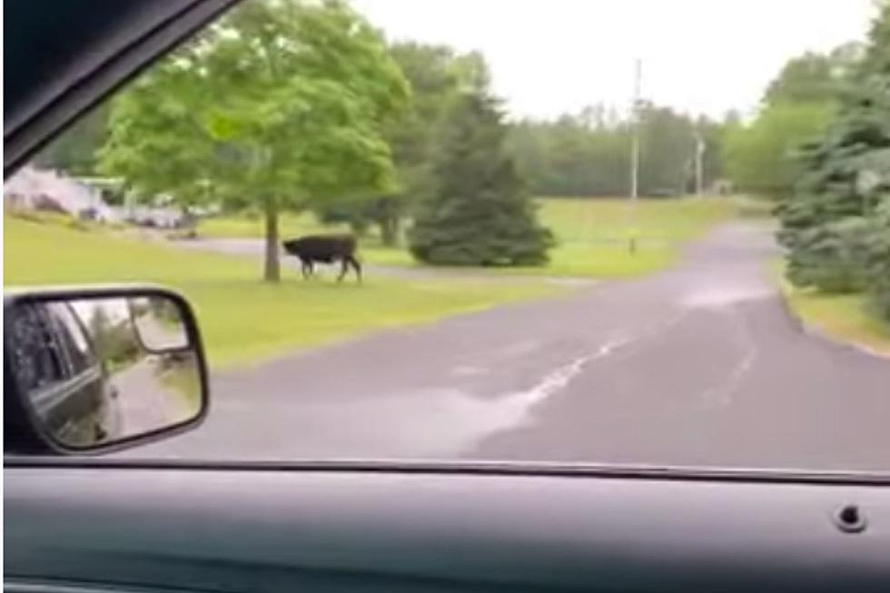 Acushnet Cow Enjoys a Casual Stroll Through the Neighborhood