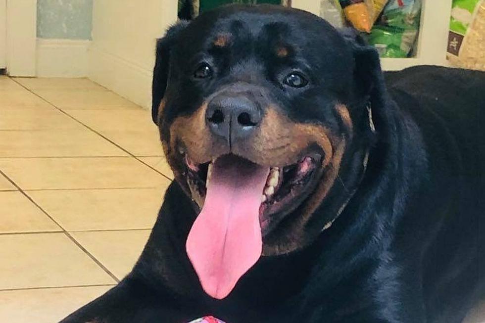 Fall River Rottweiler In Search of a Loving Family [WET NOSE WEDNESDAY]
