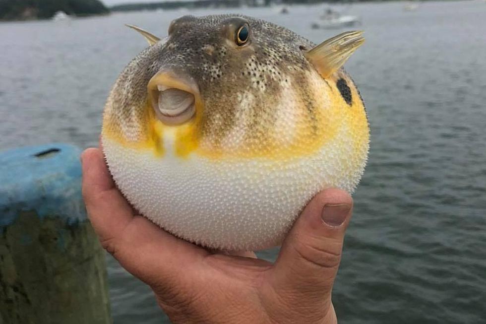 Wareham Puffer Fish Is All Smiles at Onset Pier