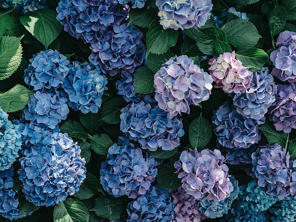 Cape Cod Hydrangea Festival Bringing Breathtaking Blues and Pinks to Life