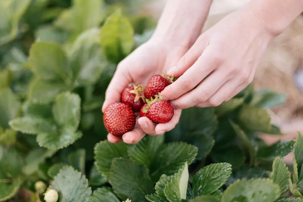 Acushnet Farm Back Open For U-Pick Strawberry Season