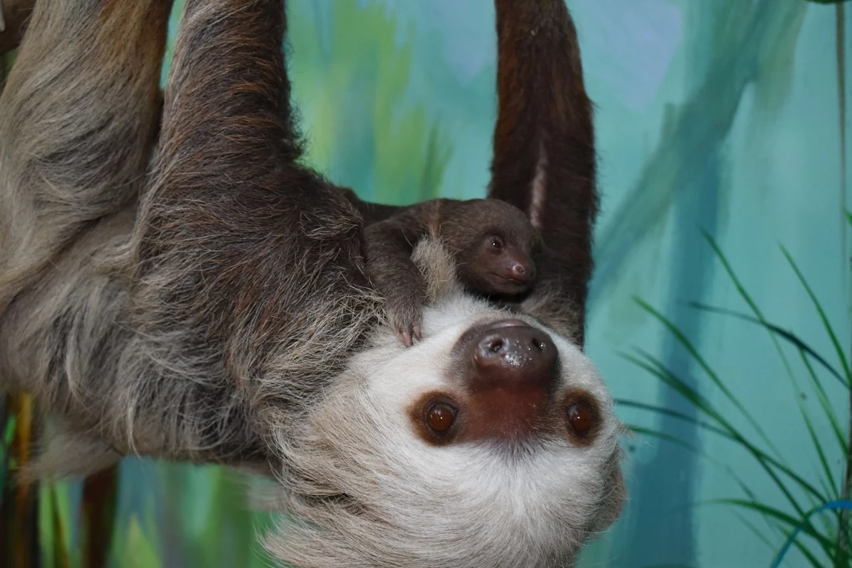 Buttonwood Park Zoo Welcomes First Baby Sloth Born At Zoo
