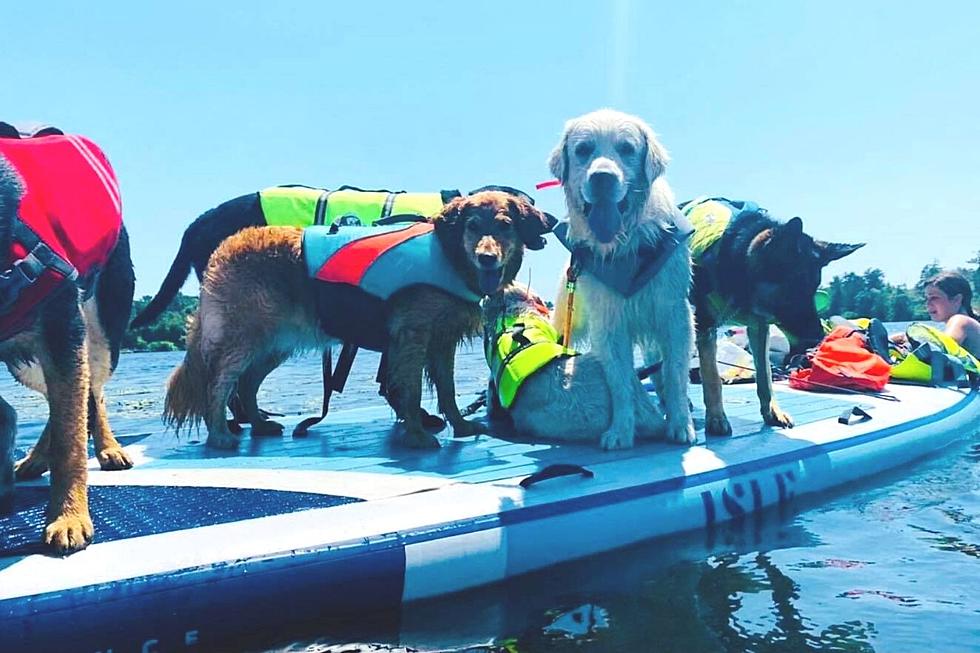 These SouthCoast Dogs Really Know How to Beat the Heat