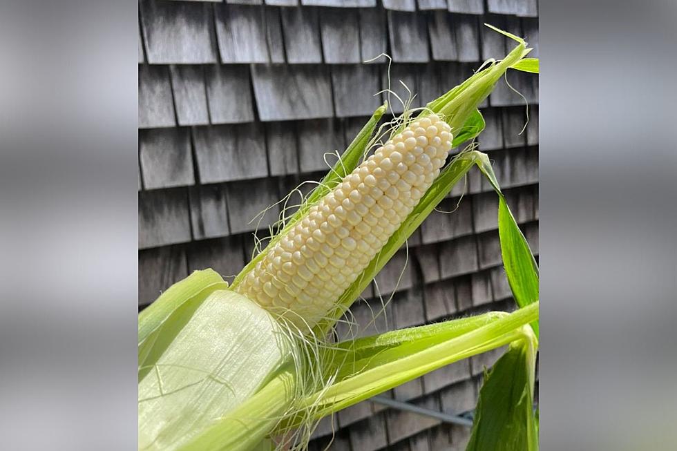 Why Does the Rare Silver Queen Corn Have Such a Massive Following?