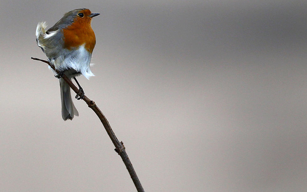 Mass Audubon Says No More Bird Feeders or Bird Baths for Now