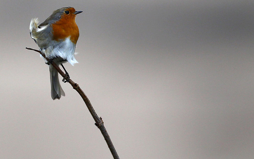 Mass Audubon Says to Take Down Bird Feeders and Bird Baths After Reports of Mysterious Illness