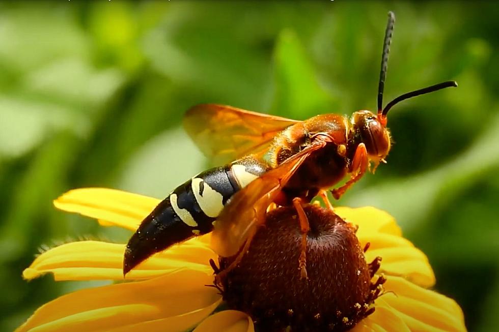 Don't Be Afraid of This Giant Wasp