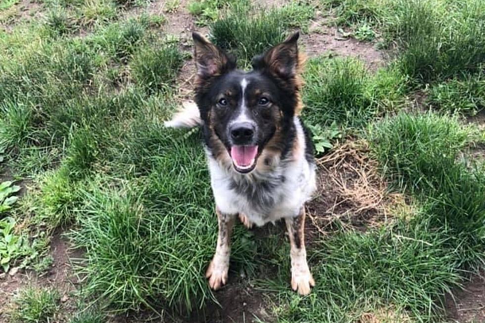 Fairhaven Shepherd Wants to Be Your New Best Friend [WET NOSE WEDNESDAY]