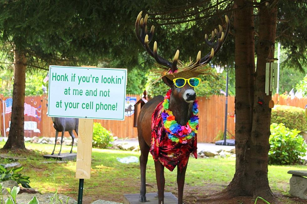 Festive Buck in Acushnet Has a Serious Message for Gammons Road Drivers