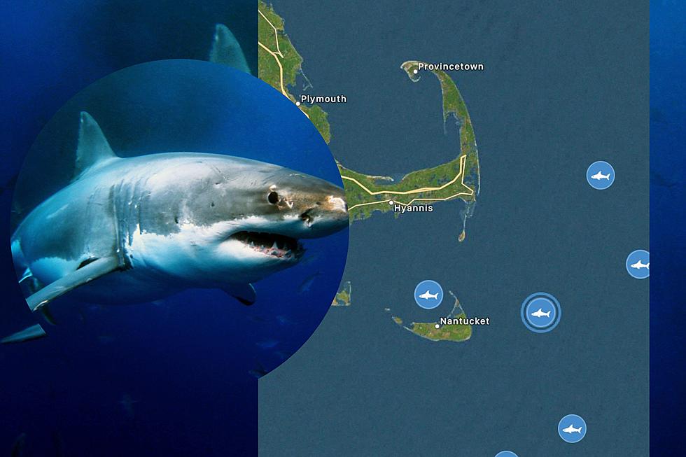 Keep Track of Sharks Off Cape Cod Right From Your Phone