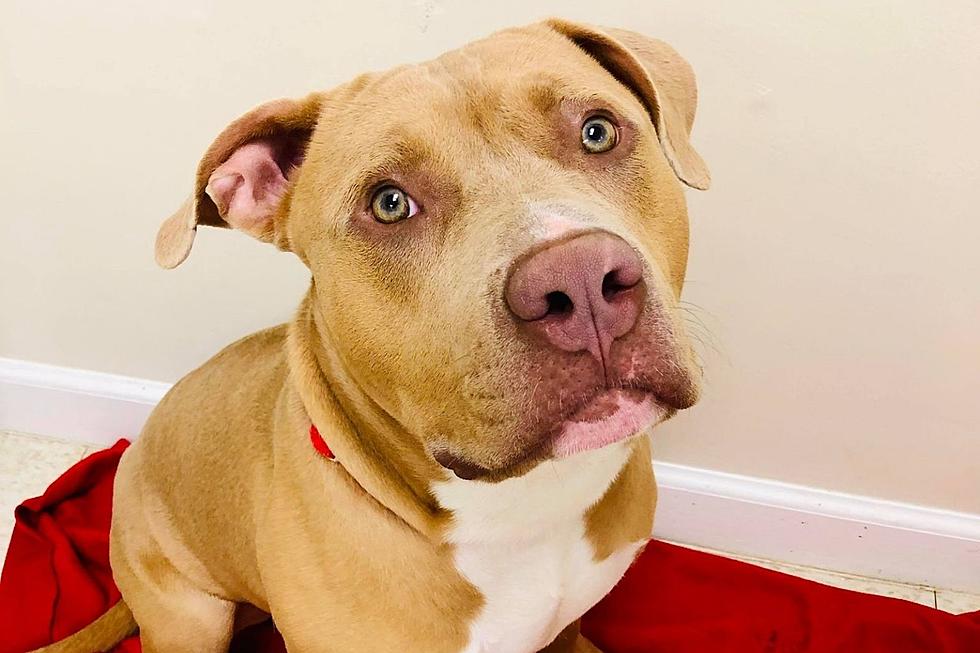Fall River Pit Bull Waits Patiently at Shelter for His Forever Family [WET NOSE WEDNESDAY]