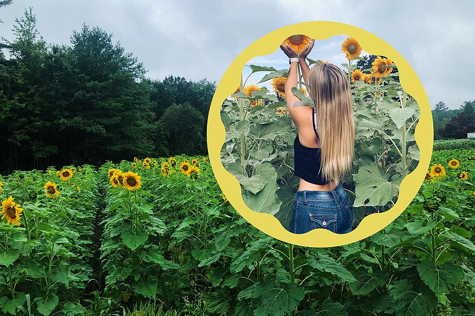 Breathtaking Lakeville Sunflower Fields Open Soon For the Picking