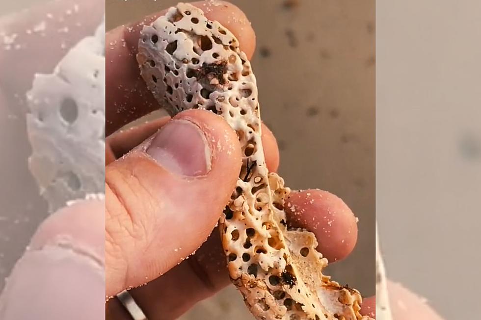 Beachcombers: Have You Spotted One of These Holey Shells Before?
