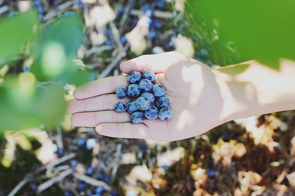 Acushnet Farm Welcomes the Whole Family For U-Pick Blueberry Season