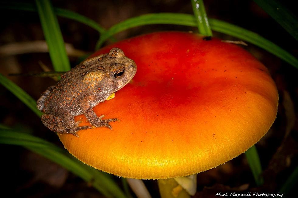 Fall River Is Beautiful: Bugs, Birds, Bunnies and Wildlife