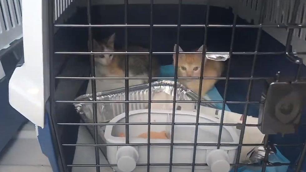 Over 100 Adoptable Kittens Arrived in New Bedford From Louisiana