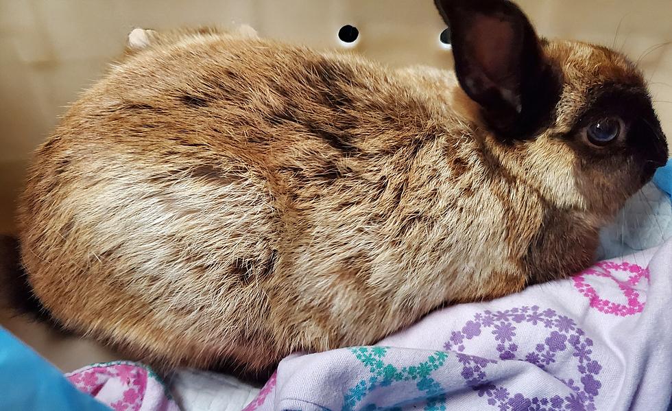 Abandoned Pet Bunnies From East Greenwich Now Up for Adoption