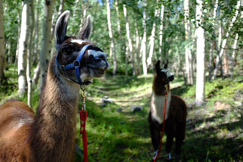 You&#8217;ll Llove Hiking With Llamas Just 3 Hours From the SouthCoast