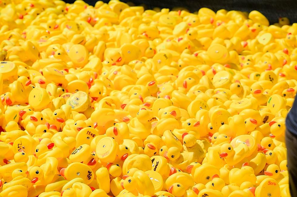 One ‘Lucky Duck’ Will Take Home $5,000 in the Annual Allen’s Pond Duck Derby