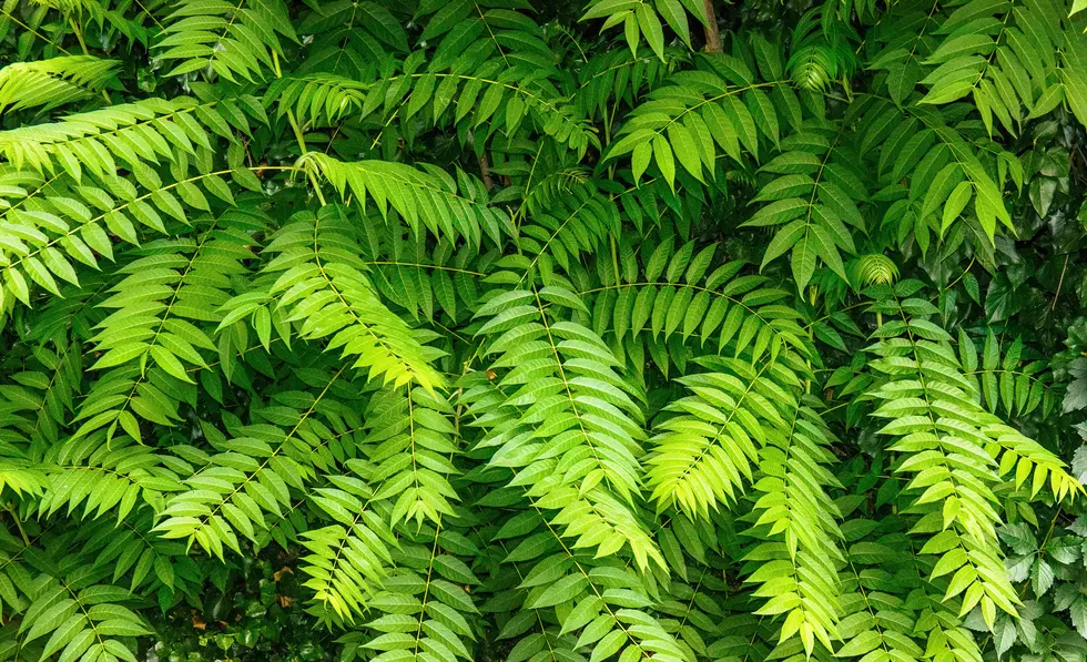 Green leaves of the Tree of heaven