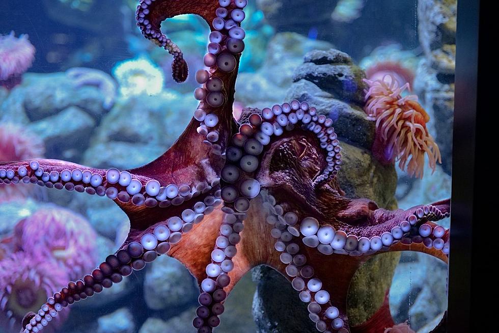 New England Aquarium Mourns Loss of Giant Pacific Octopus