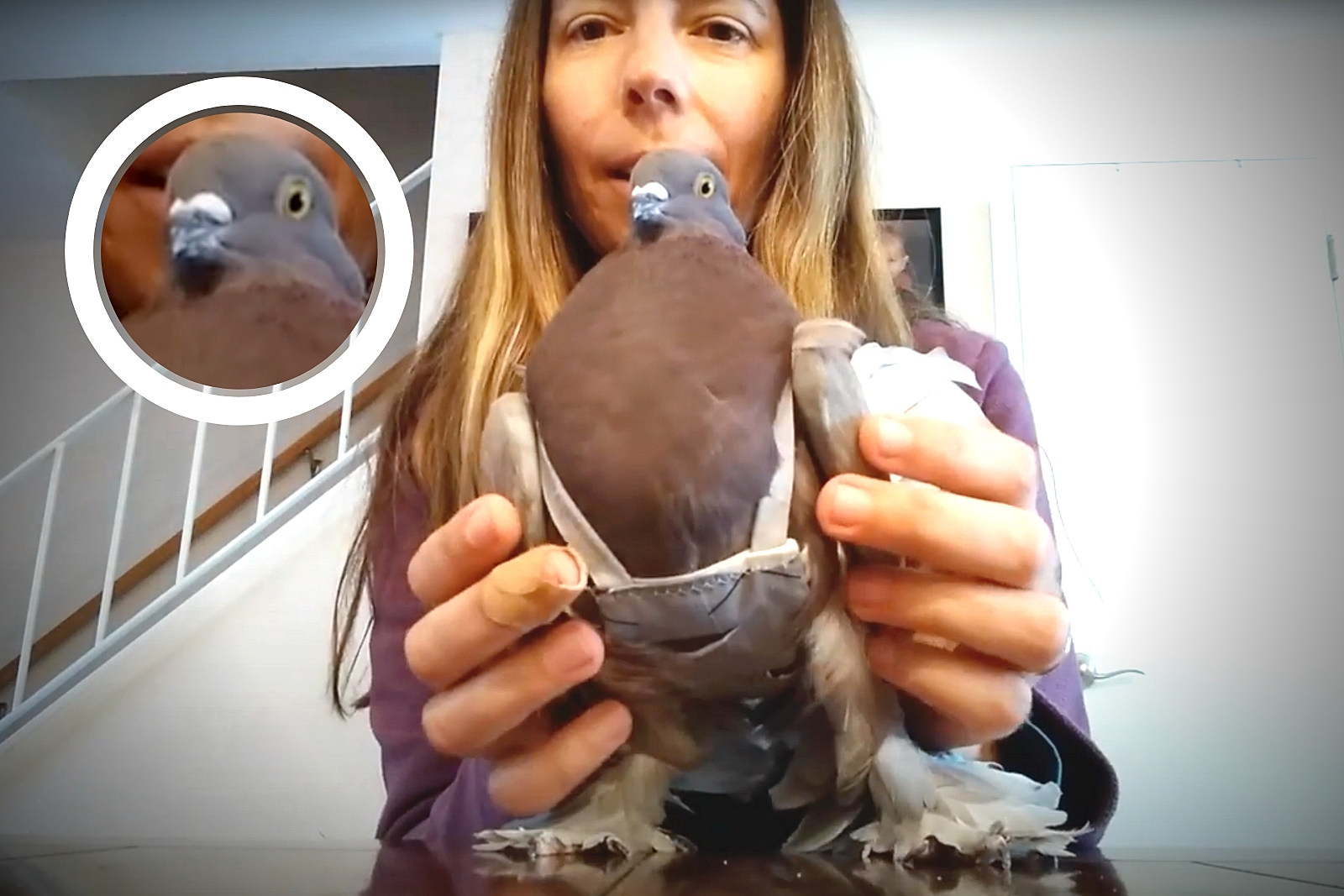 Pigeons As Pets Outside or Indoors 