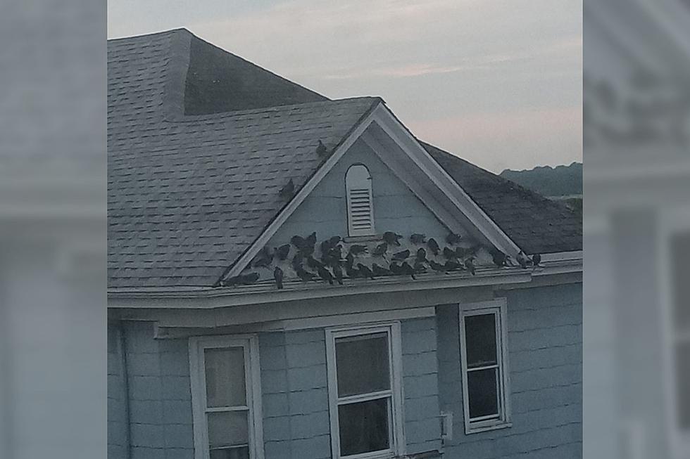 Fall River Pigeons Confused After They&#8217;re Kicked Out of a House