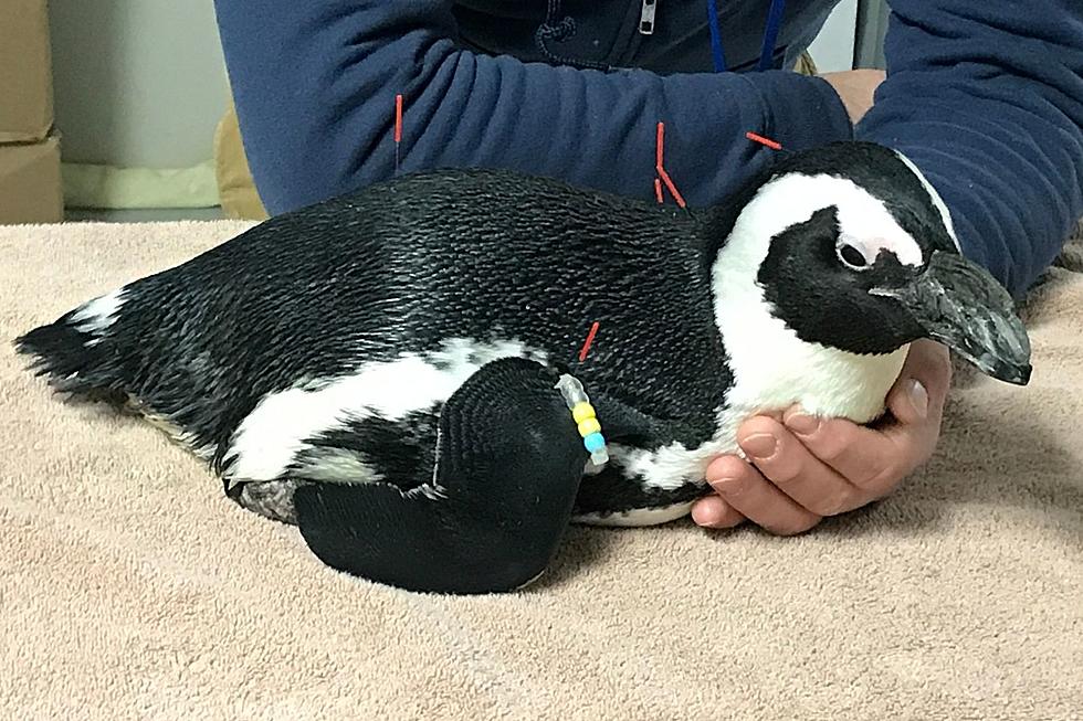 Mystic Aquarium Captures Video of a Penguin Getting Acupuncture