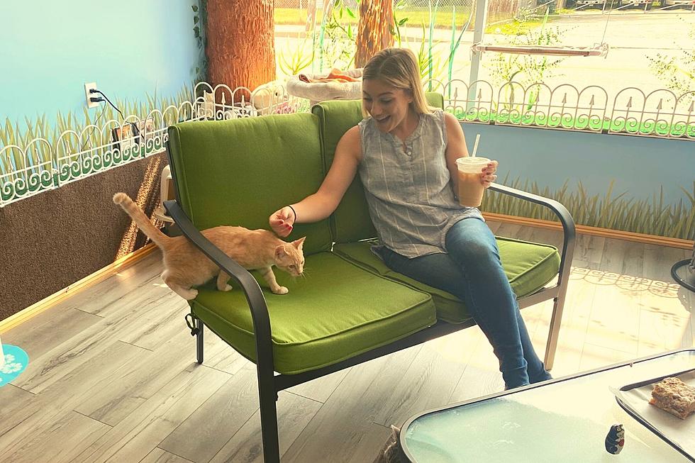 Tiverton Celebrates the Grand Opening of Bajah’s Cat Cafe