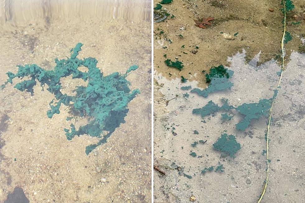 Wareham Woman Reports Suspicious Blue Mass in Pond, WDNR Responds