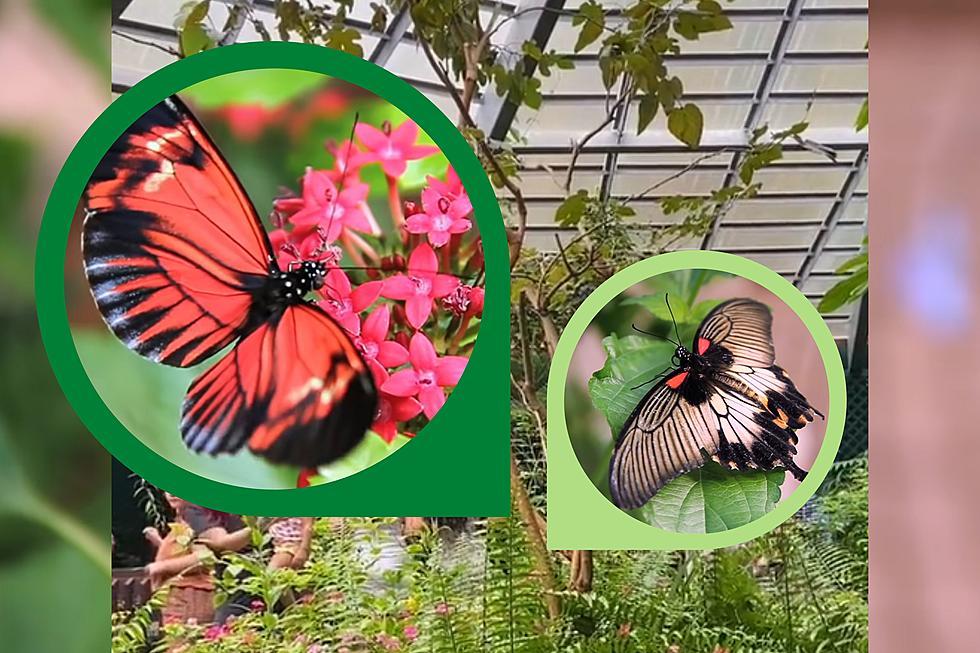 Walk Among Hundreds of Butterflies Inside Tropical Mass. Paradise