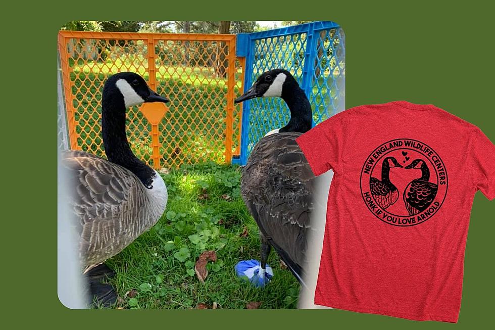 Barnstable Love Birds That Went Viral Now the Face of Limited Edition T-Shirt